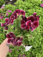 Gönül Girdabı Canan Ceylan Gözü Sardunyası Orta Boy (Pelargonium grandiflorum) - Görsel 3