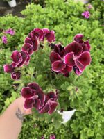 Gönül Girdabı Canan Ceylan Gözü Sardunyası Orta Boy (Pelargonium grandiflorum) - Görsel 2