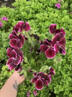 Gönül Girdabı Canan Ceylan Gözü Sardunyası Orta Boy (Pelargonium grandiflorum)