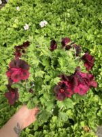 Kızıl Gölge Canan Ceylan Gözü Sardunyası Orta Boy(Pelargonium grandiflorum) - Görsel 4