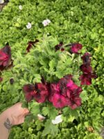 Kızıl Gölge Canan Ceylan Gözü Sardunyası Orta Boy(Pelargonium grandiflorum)