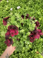 Kızıl Gölge Canan Ceylan Gözü Sardunyası Orta Boy(Pelargonium grandiflorum) - Görsel 2