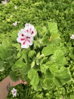 Hasret Yıldızı Canan Ceylan Gözü Sardunyası Orta Boy (Pelargonium grandiflorum) - Görsel 2