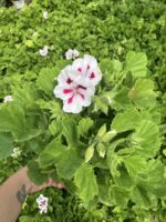 Hasret Yıldızı Canan Ceylan Gözü Sardunyası Orta Boy (Pelargonium grandiflorum) - Görsel 4