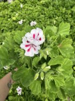Hasret Yıldızı Canan Ceylan Gözü Sardunyası Orta Boy (Pelargonium grandiflorum)