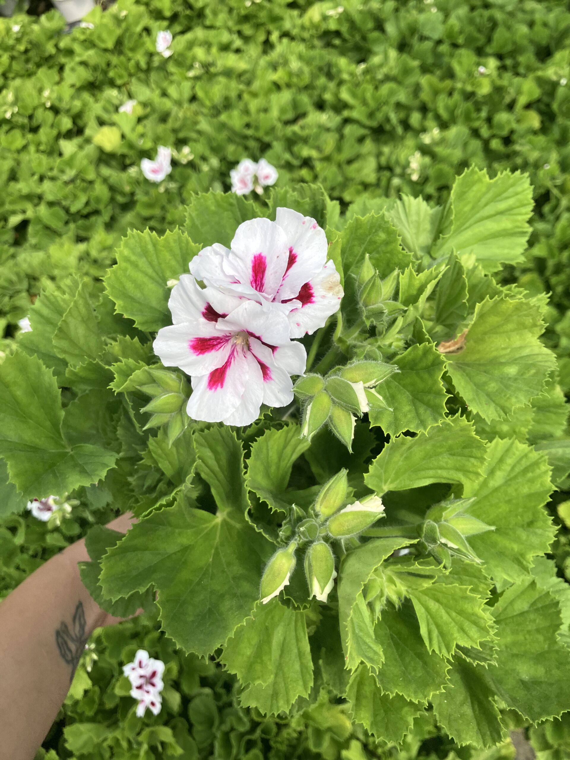 IMG_4063 Hasret Yıldızı Canan Ceylan Gözü Sardunyası Orta Boy (Pelargonium grandiflorum) - Görsel 1