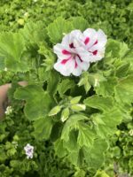 Hasret Yıldızı Canan Ceylan Gözü Sardunyası Orta Boy (Pelargonium grandiflorum) - Görsel 3