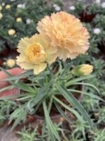 Lemon Blush Sarı Karanfil (Dianthus caryophyllus L.)