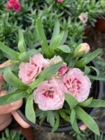 Pink Porcelein Karanfil (Dianthus caryophyllus L.) - Görsel 7