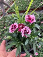 Scarlet Dreamlet Karanfil (Dianthus caryophyllus L.) - Görsel 2