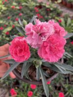 Candy Pink Karanfil (Dianthus caryophyllus L.) - Görsel 3