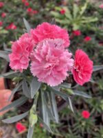 Candy Pink Karanfil (Dianthus caryophyllus L.)