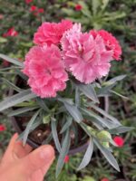 Candy Pink Karanfil (Dianthus caryophyllus L.) - Görsel 2