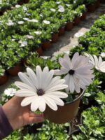 Kumru Beyazı Bodrum Papatyası (Osteospermum ecklonis) - Görsel 4