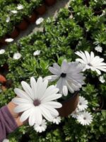Kumru Beyazı Bodrum Papatyası (Osteospermum ecklonis)