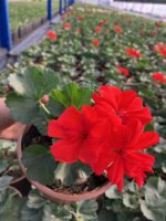 Neon Turuncu Klasik Sardunya (Pelargonium × hortorum) - Görsel 2