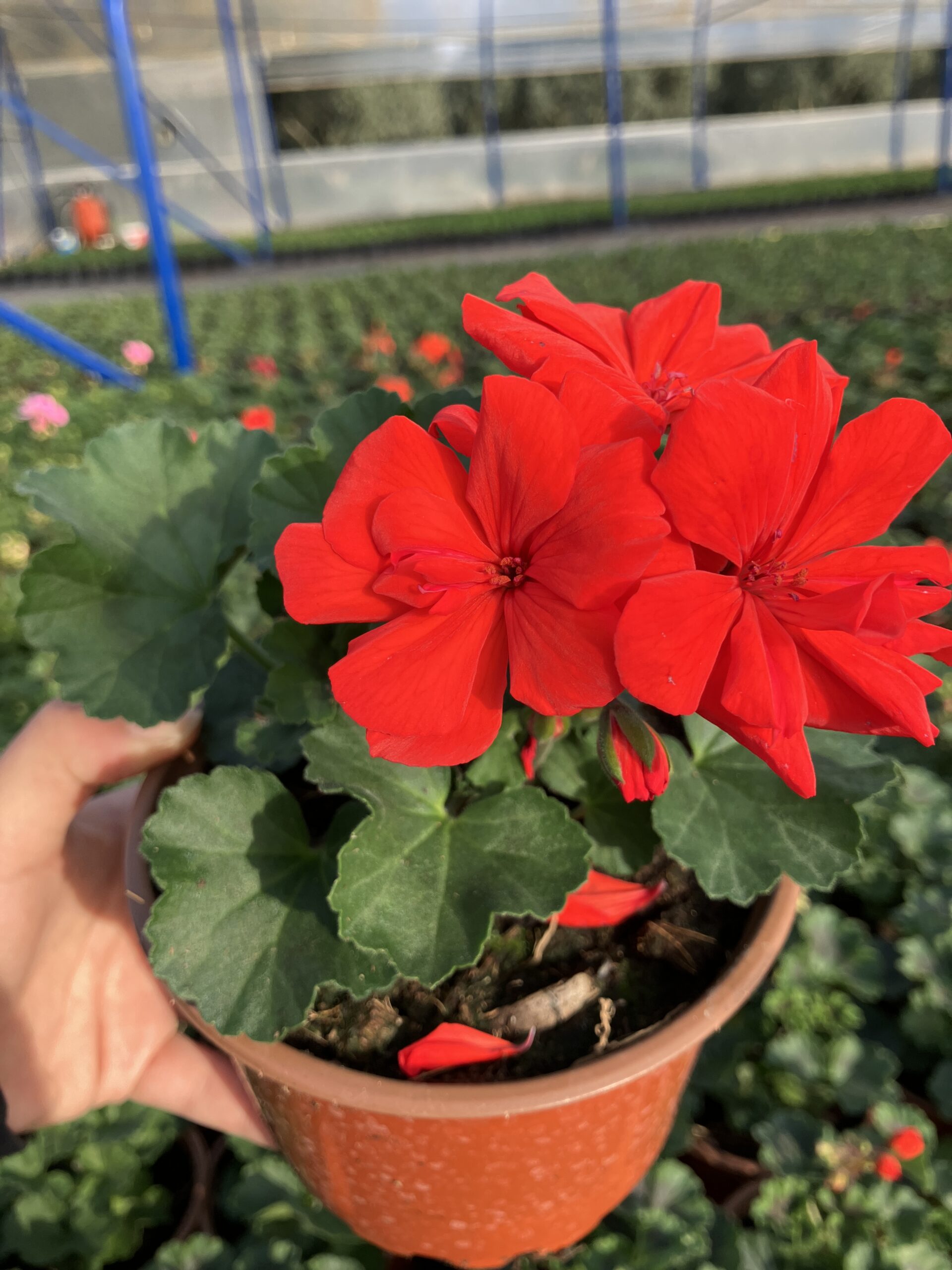 IMG_4743 Neon Turuncu Klasik Sardunya (Pelargonium × hortorum) - Görsel 1