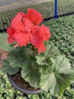 Somon Klasik Sardunya (Pelargonium × hortorum) - Görsel 2