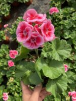 Pembe Kalpli Klasik Sardunya (Pelargonium × hortorum)