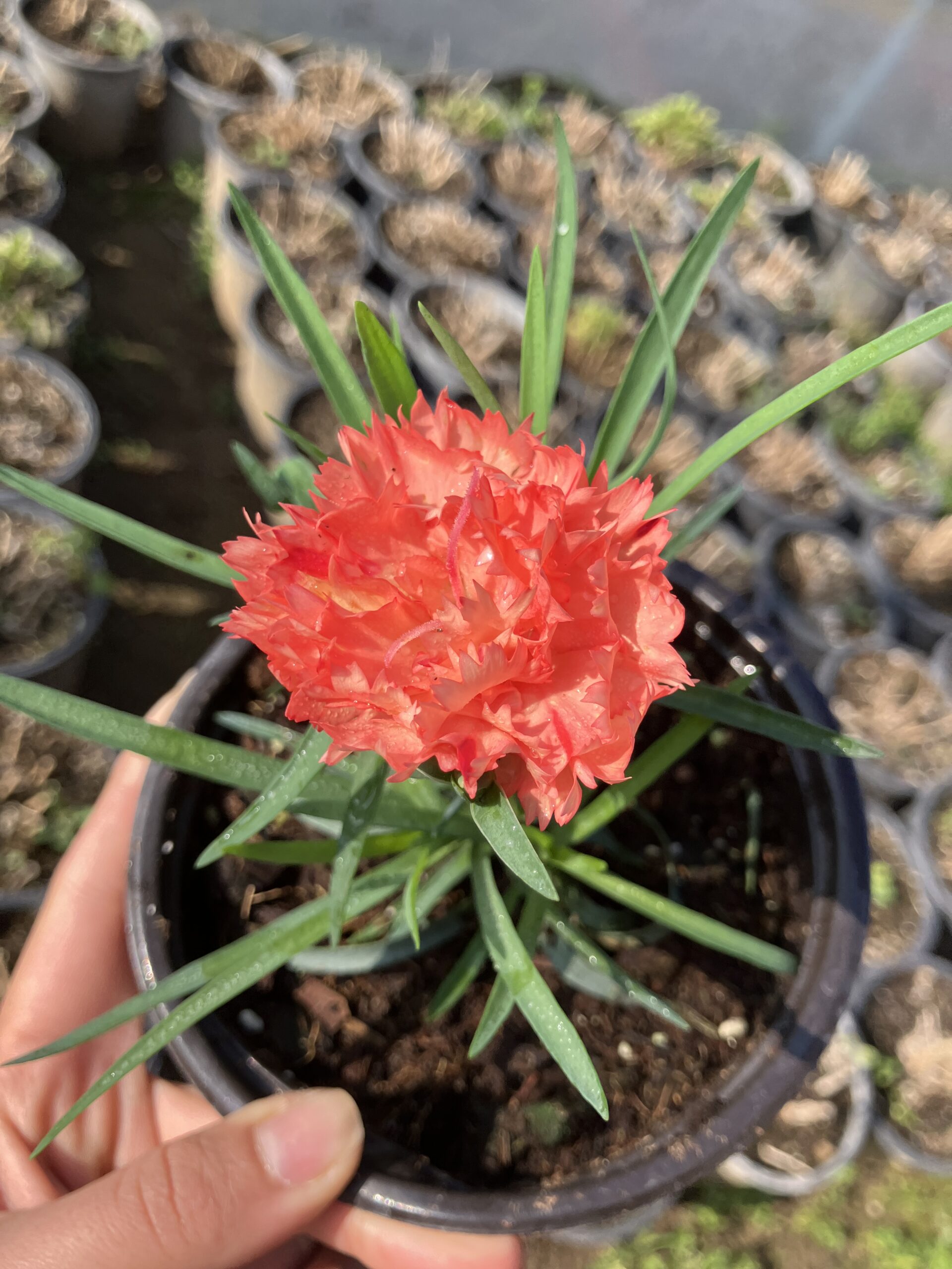 IMG_5406 Orange Bloom Turuncu Karanfil (Dianthus caryophyllus L.) - Görsel 1