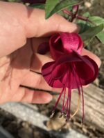 Kızıltaş Küpeli Çiçeği (Fuchsia × hybrida) - Görsel 2