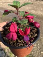 Kızıltaş Küpeli Çiçeği (Fuchsia × hybrida) - Görsel 4