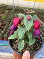 Kızıltaş Küpeli Çiçeği (Fuchsia × hybrida) - Görsel 5
