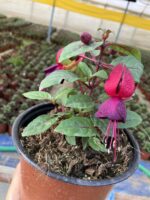 Kızıltaş Küpeli Çiçeği (Fuchsia × hybrida) - Görsel 6