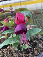 Kızıltaş Küpeli Çiçeği (Fuchsia × hybrida) - Görsel 3