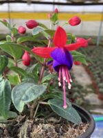 Mistik Küpeli Çiçeği (Fuchsia × hybrida)