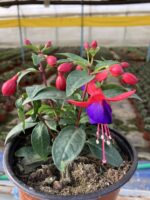 Mistik Küpeli Çiçeği (Fuchsia × hybrida) - Görsel 2