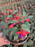 Mistik Küpeli Çiçeği (Fuchsia × hybrida) - Görsel 3