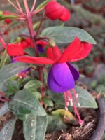 Mistik Küpeli Çiçeği (Fuchsia × hybrida) - Görsel 4