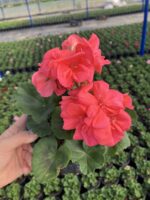 Somon Klasik Sardunya (Pelargonium × hortorum) - Görsel 3