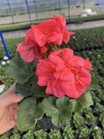 Somon Klasik Sardunya (Pelargonium × hortorum)