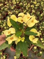 Thailand Kökenli Yellow Butterfly Dikenler Tacı (Euphorbia milii) - Görsel 2