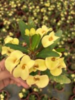 Thailand Kökenli Yellow Butterfly Dikenler Tacı (Euphorbia milii) - Görsel 3