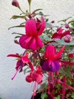 Kızıltaş Küpeli Çiçeği (Fuchsia × hybrida)
