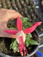 Pembe Porselen Küpeli Çiçeği (Fuchsia × hybrida)