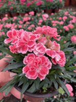 Pink Velvet Bloom Karanfil (Dianthus caryophyllus L.) - Görsel 3