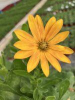 Bal Papatyası Bodrum (Osteospermum ecklonis)