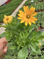 Bal Papatyası Bodrum (Osteospermum ecklonis) - Görsel 2