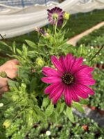 Pembe Volkan Bodrum Papatyası (Osteospermum ecklonis) - Görsel 6