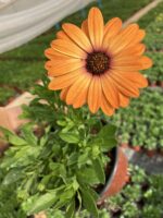 Kiremit Işığı Bodrum Papatyası (Osteospermum ecklonis) - Görsel 3