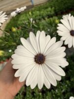 Kumru Beyazı Bodrum Papatyası (Osteospermum ecklonis) - Görsel 2