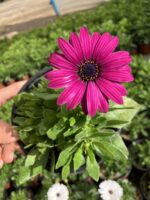 Pembe Volkan Bodrum Papatyası (Osteospermum ecklonis) - Görsel 5