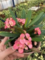Thailand Kökenli Butterfly Princess Dikenler Tacı (Euphorbia milii)