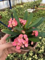 Thailand Kökenli Butterfly Princess Dikenler Tacı (Euphorbia milii) - Görsel 3