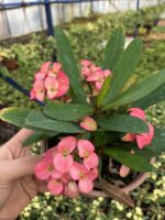4’lü Dikenler Tacı Seti (Euphorbia milii) - Görsel 2