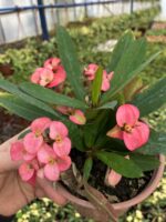 Thailand Kökenli Butterfly Princess Dikenler Tacı (Euphorbia milii) - Görsel 2